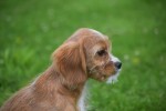 Cavapoo (teef) 17861