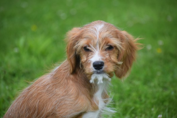 Cavapoo (teef) 17861