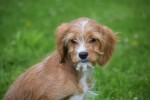Cavapoo (teef) 17861