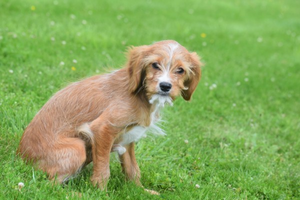 Cavapoo (teef) 17861