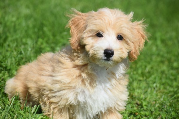 Maltipoo (reu) 96726