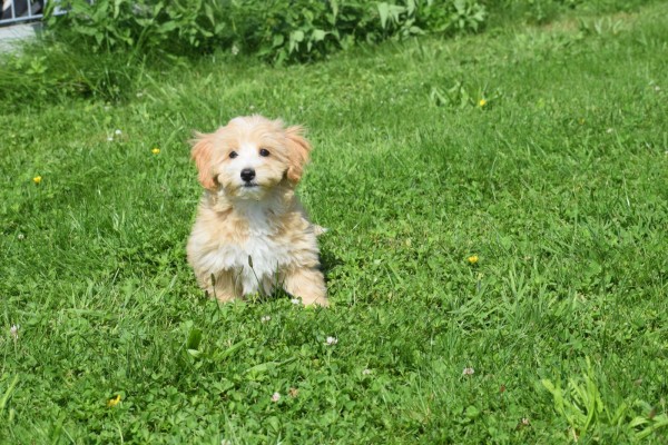 Maltipoo (reu) 96726