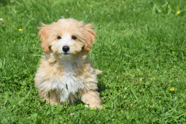 Maltipoo (reu) 96726