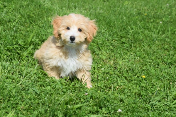 Maltipoo (reu) 96726