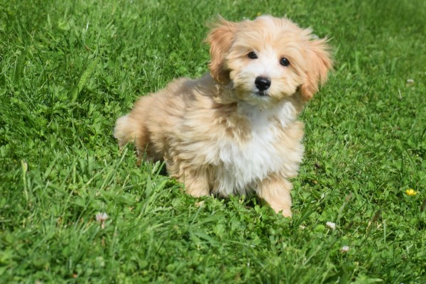 Maltipoo (reu) 96726