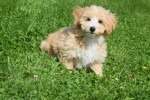Maltipoo (reu) 96726