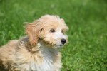 Maltipoo (reu) 96726