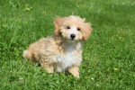Maltipoo (reu) 96726