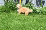 Maltipoo (reu) 96726