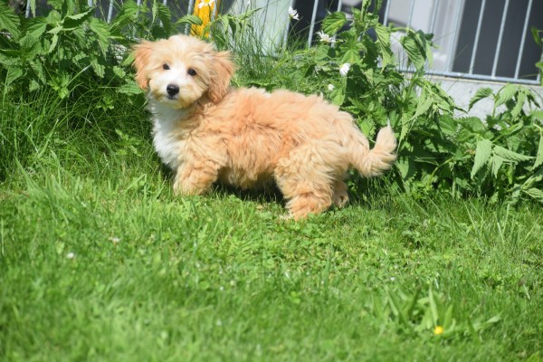 Maltipoo (reu) 96726