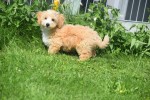 Maltipoo (reu) 96726
