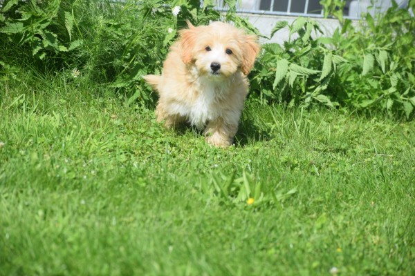 Maltipoo (reu) 96726