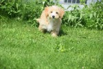 Maltipoo (reu) 96726