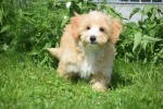 Maltipoo (reu) 96726
