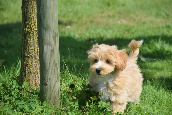 Maltipoo (reu) 96727