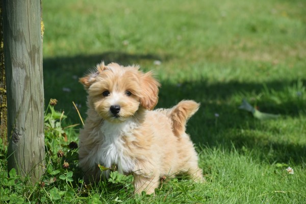 Maltipoo (reu) 96727
