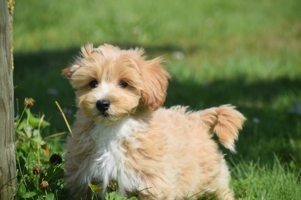 Maltipoo (reu) 96727