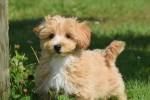 Maltipoo (reu) 96727