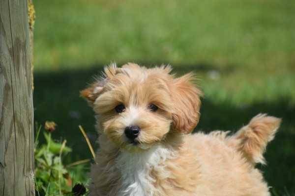 Maltipoo (reu) 96727