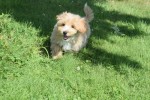 Maltipoo (reu) 96727