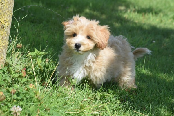 Maltipoo (reu) 96727