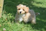 Maltipoo (reu) 96729
