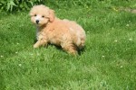 Maltipoo (reu) 96729