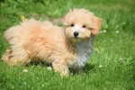 Maltipoo (reu) 96729