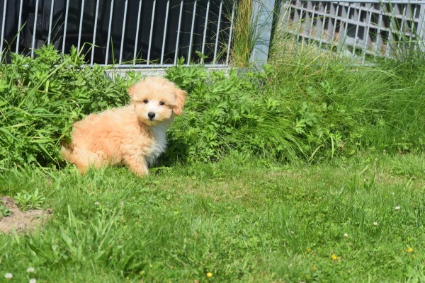 Maltipoo (reu) 96729