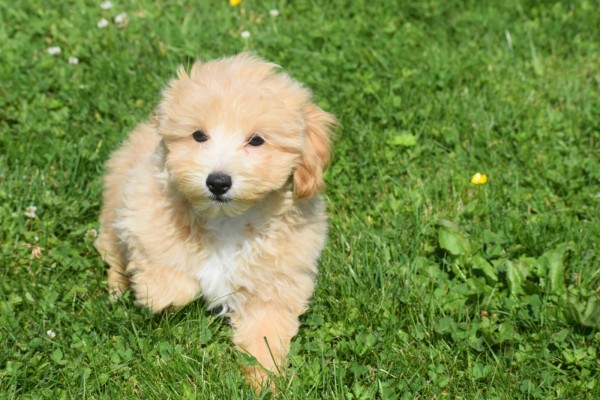 Maltipoo (reu) 96729