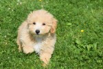 Maltipoo (reu) 96729