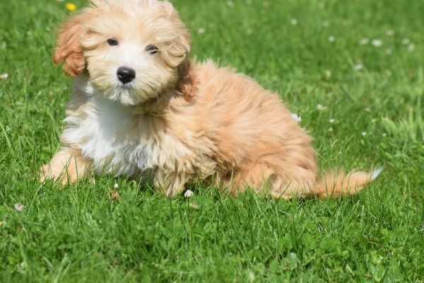 Maltipoo (reu) 96725