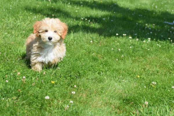 Maltipoo (reu) 96725