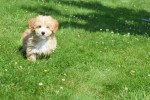 Maltipoo (reu) 96725