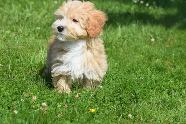 Maltipoo (reu) 96725