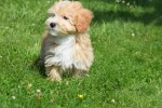 Maltipoo (reu) 96725