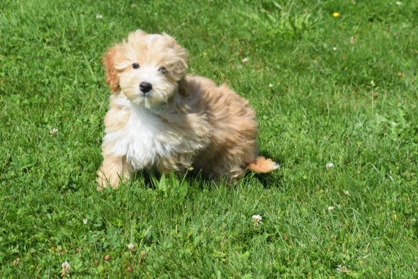 Maltipoo (reu) 96725