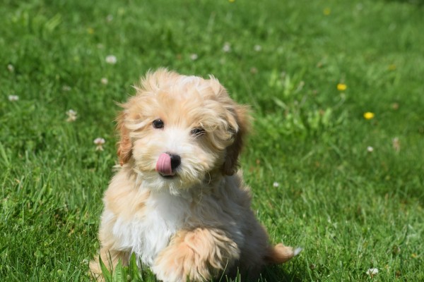 Maltipoo (reu) 96725