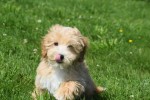 Maltipoo (reu) 96725
