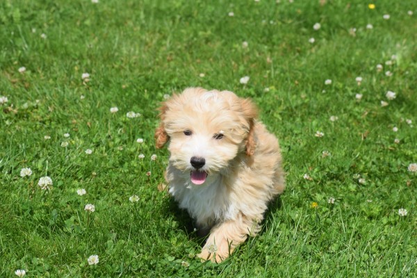 Maltipoo (reu) 96725