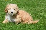 Maltipoo (reu) 96725