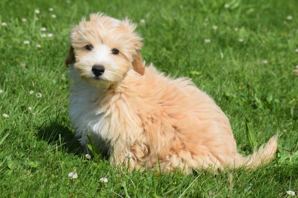 Maltipoo (reu) 96728