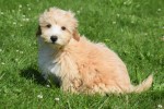 Maltipoo (reu) 96728