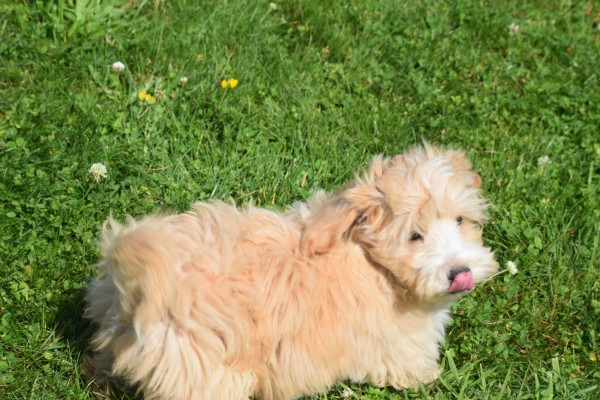 Maltipoo (reu) 96728