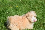Maltipoo (reu) 96728