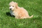 Maltipoo (reu) 96728
