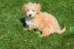Maltipoo (reu) 96728