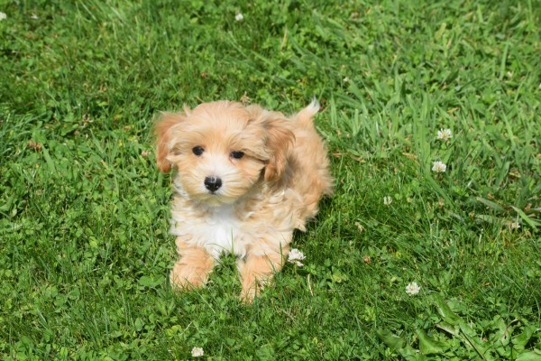 Maltipoo (teef) 96739
