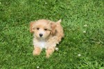 Maltipoo (teef) 96739