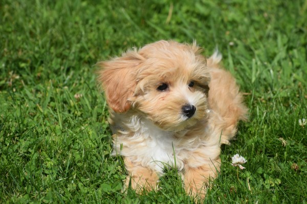 Maltipoo (teef) 96739